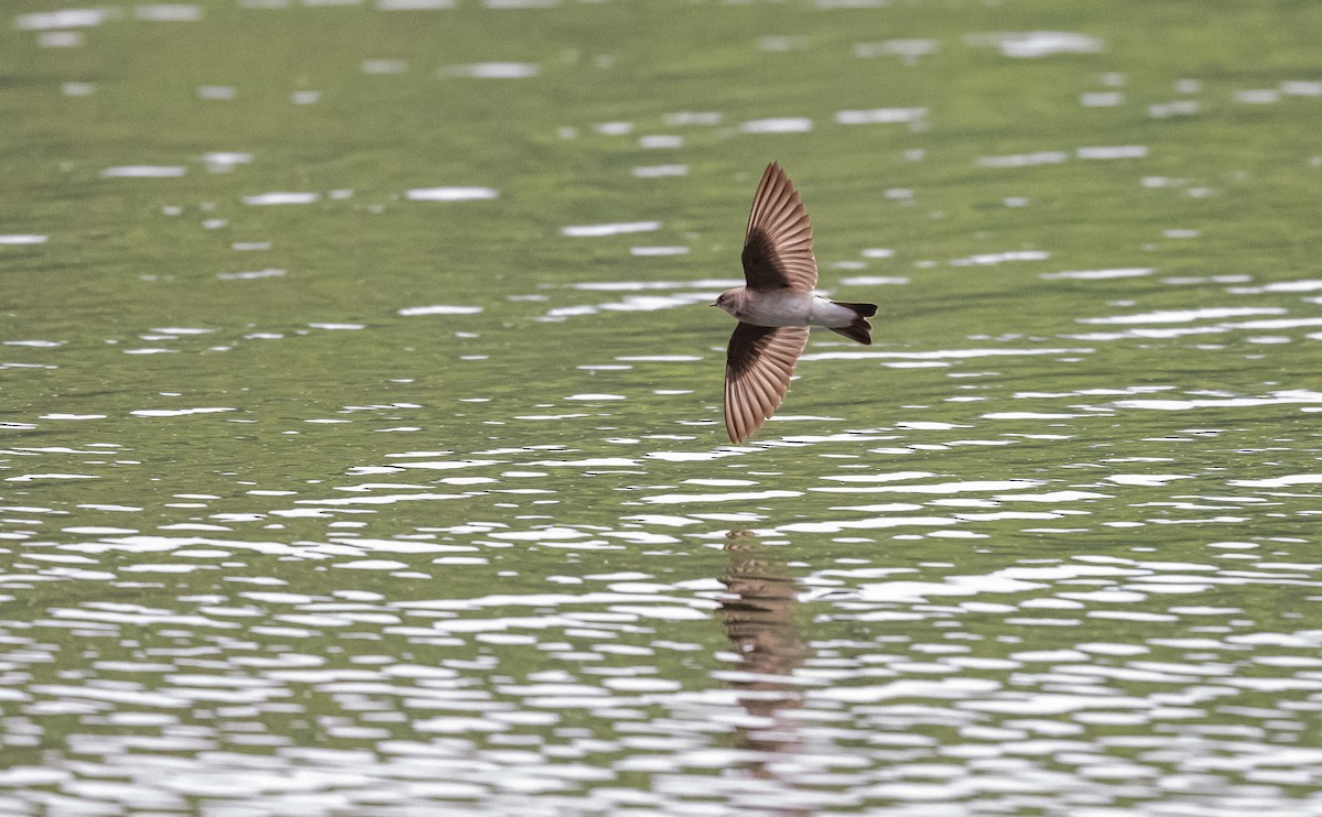Northern Rough-winged Swallow - ML564720601