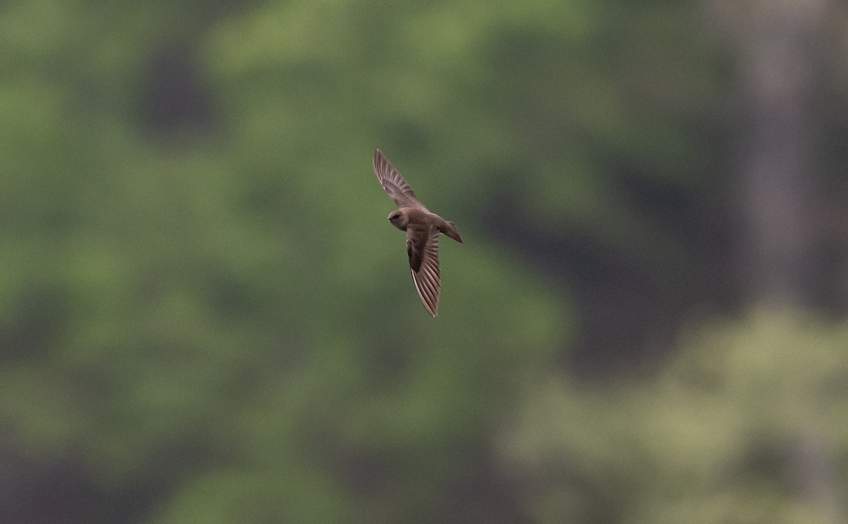 Northern Rough-winged Swallow - ML564720621