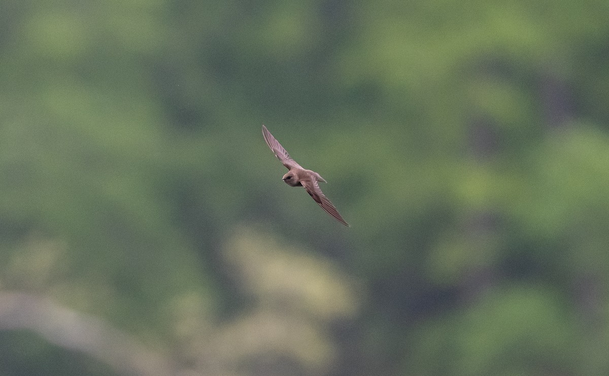 Northern Rough-winged Swallow - ML564720631