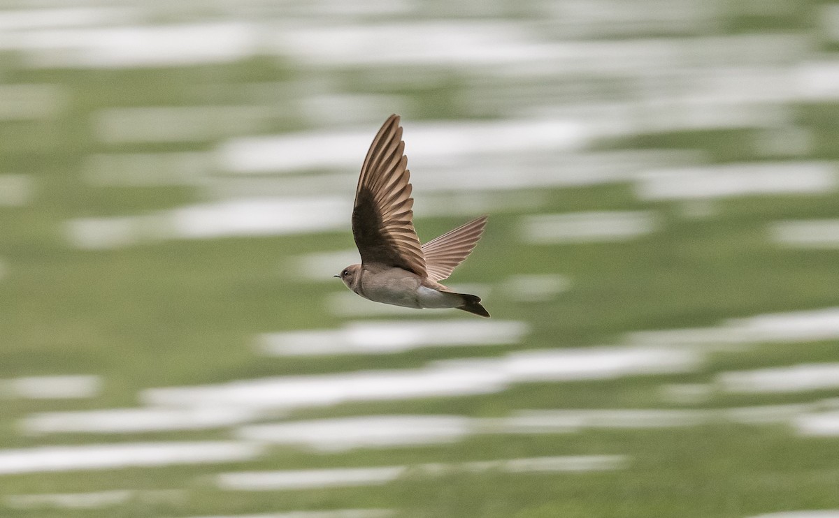 Northern Rough-winged Swallow - ML564720641