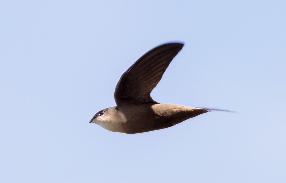 Chimney Swift - ML564720791