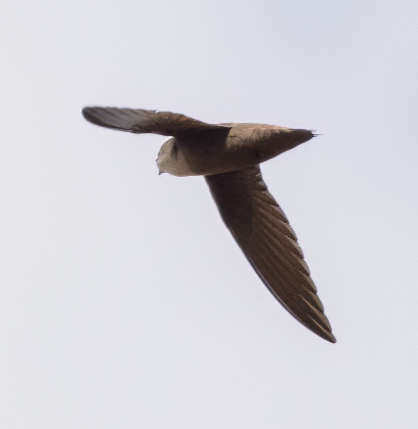 Chimney Swift - ML564720811