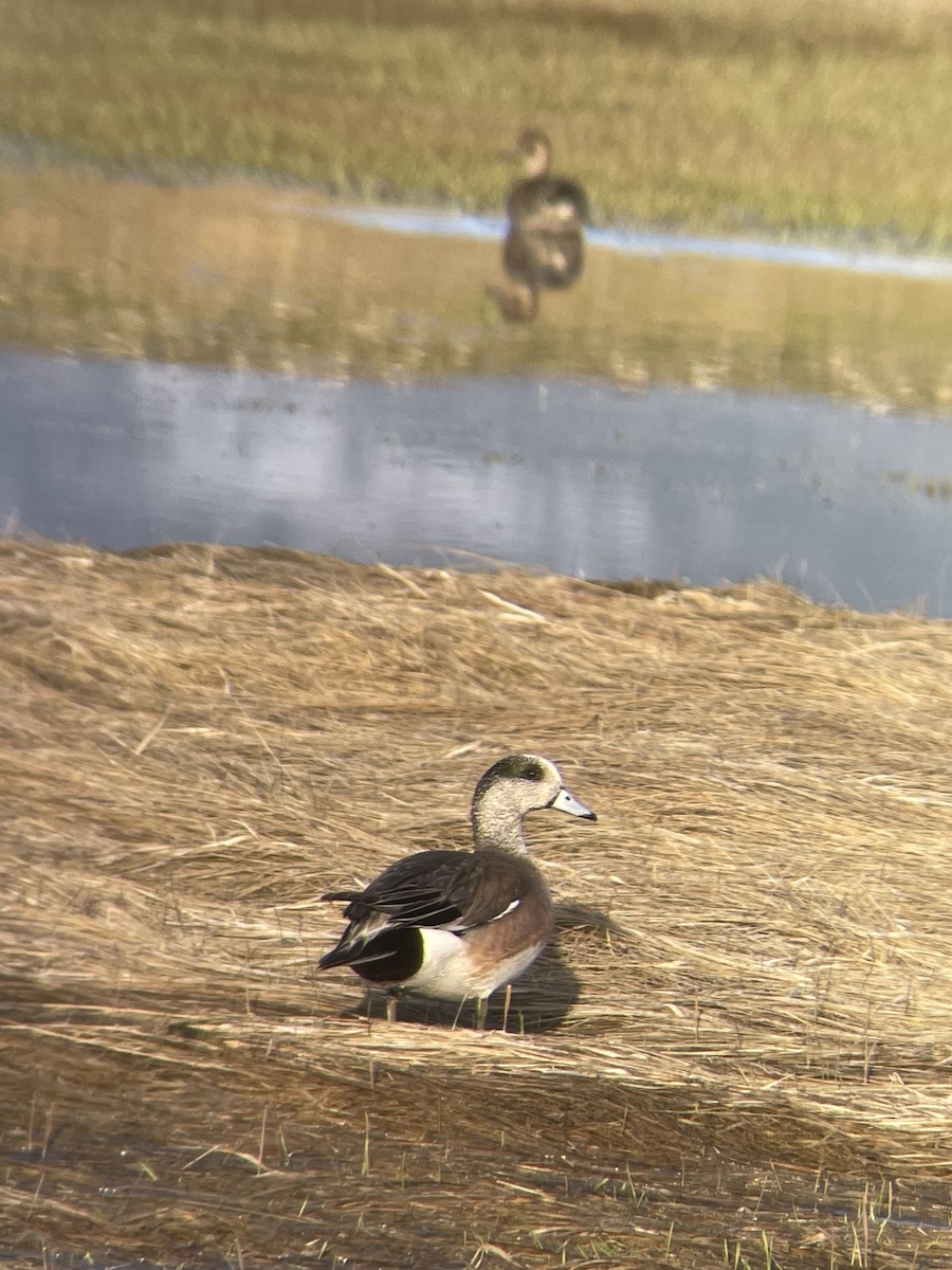 American Wigeon - ML564721421