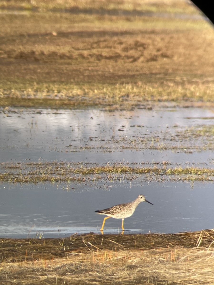 Greater Yellowlegs - ML564721661