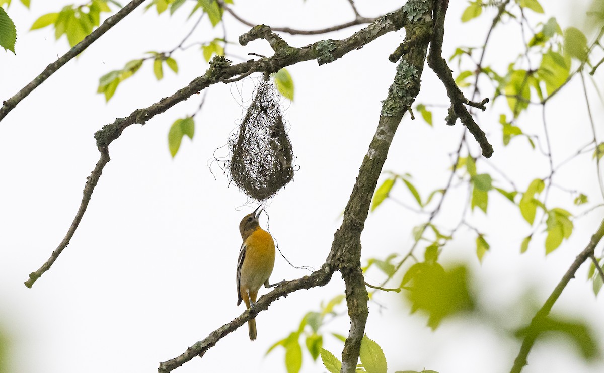 Baltimore Oriole - ML564722121