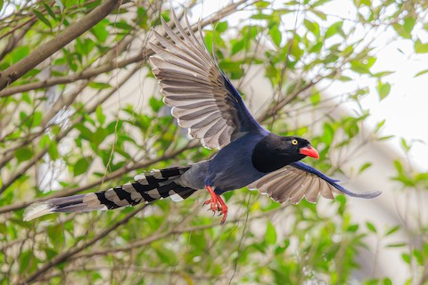 Taiwan Blue-Magpie - Urocissa caerulea - メディア検索 - Macaulay