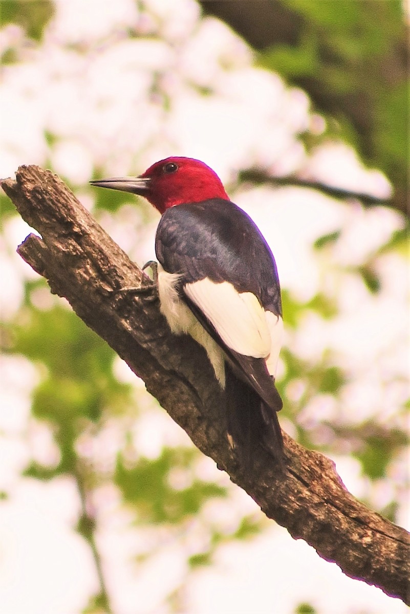 Red-headed Woodpecker - Eric Baldo