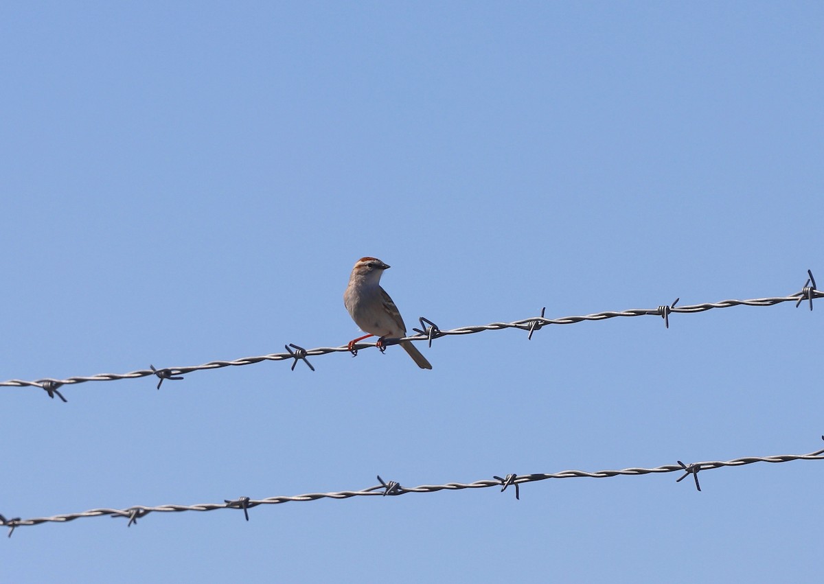 Chipping Sparrow - ML564724221