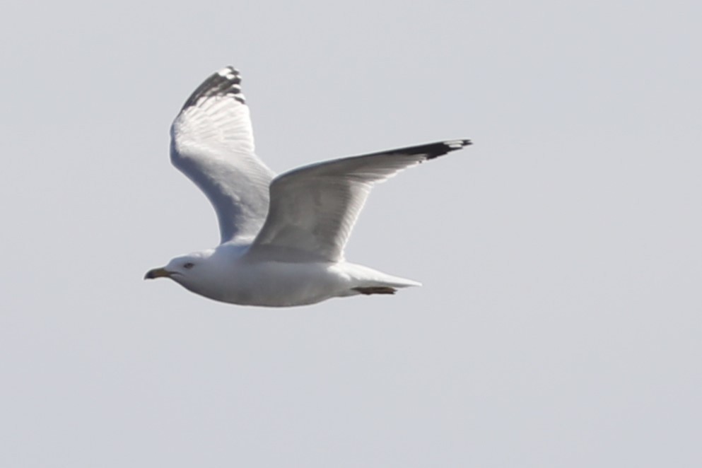 Ring-billed Gull - ML564725161