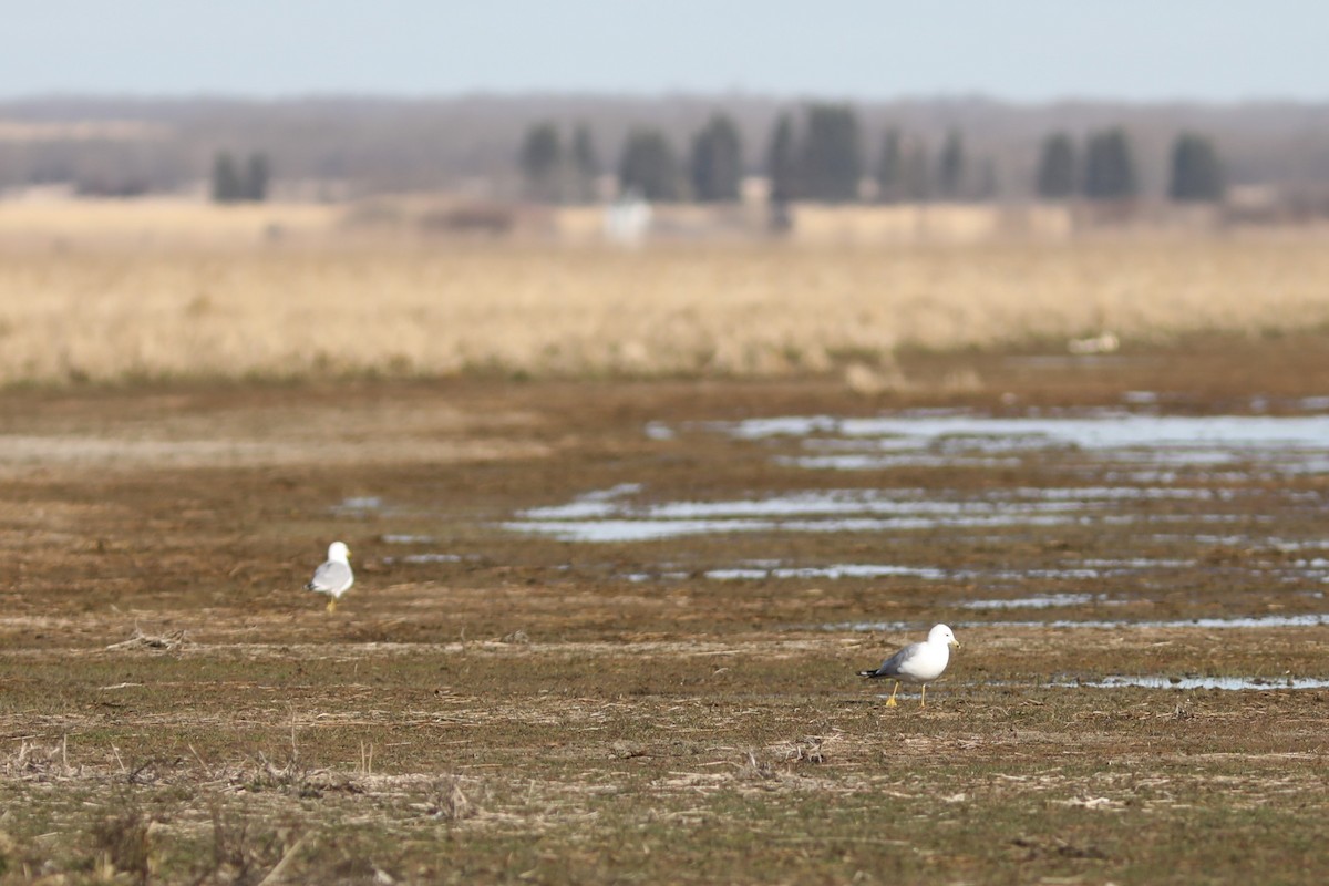 Ring-billed Gull - ML564725251