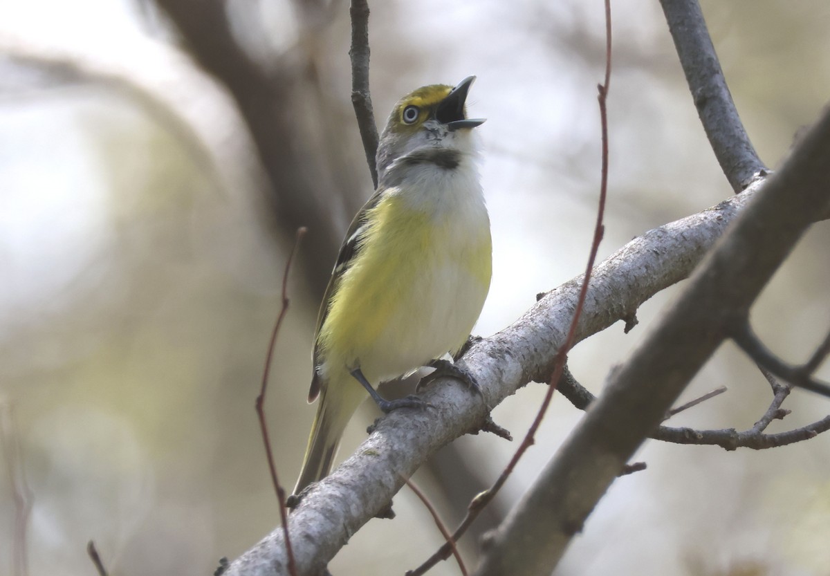 White-eyed Vireo - ML564725601