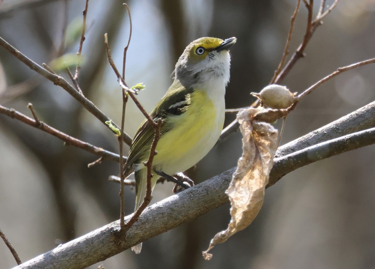 White-eyed Vireo - ML564725661
