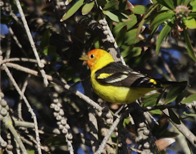 Piranga à tête rouge - ML56472581