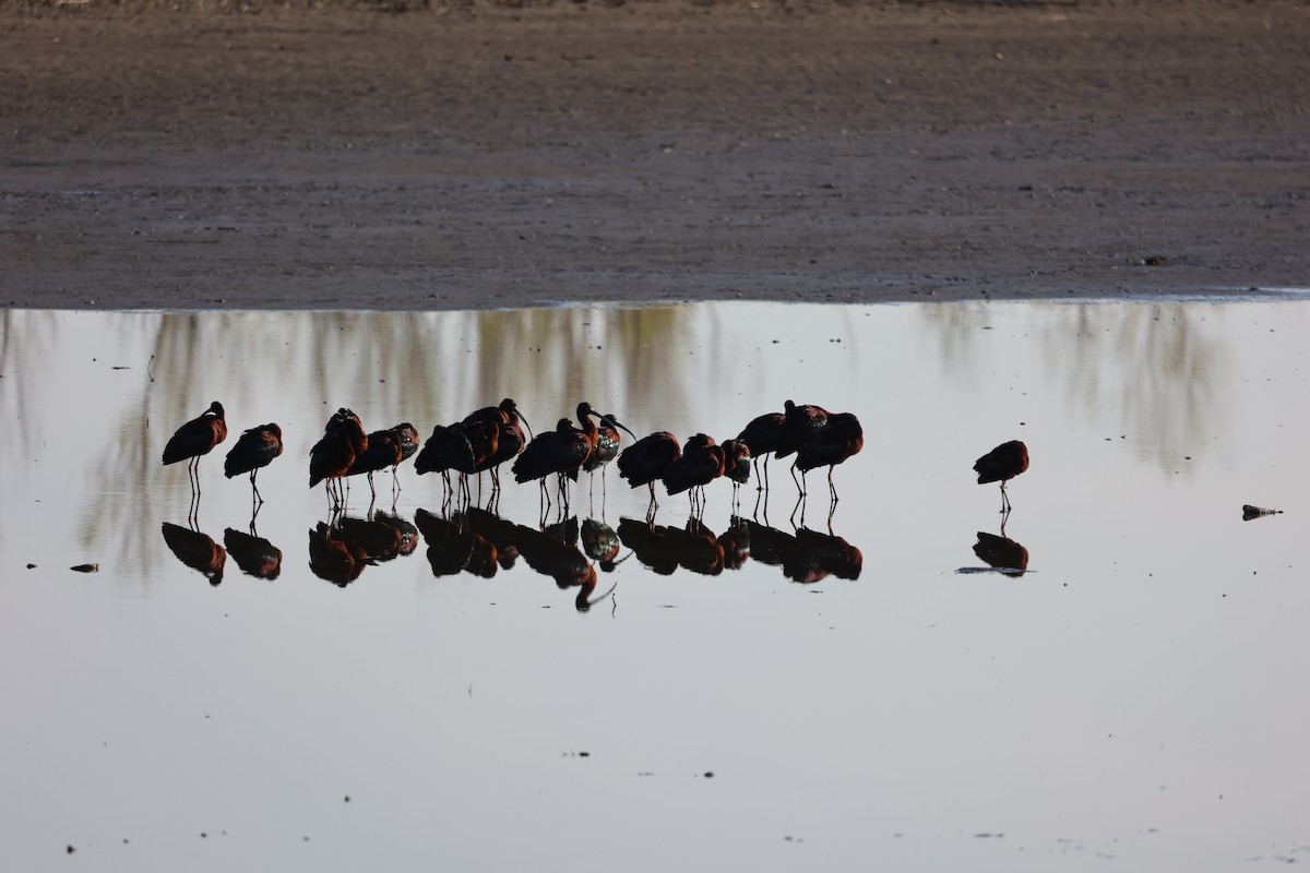 White-faced Ibis - David Cunningham