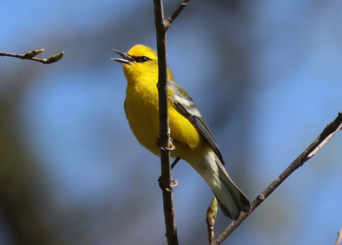 Blue-winged Warbler - ML564725911