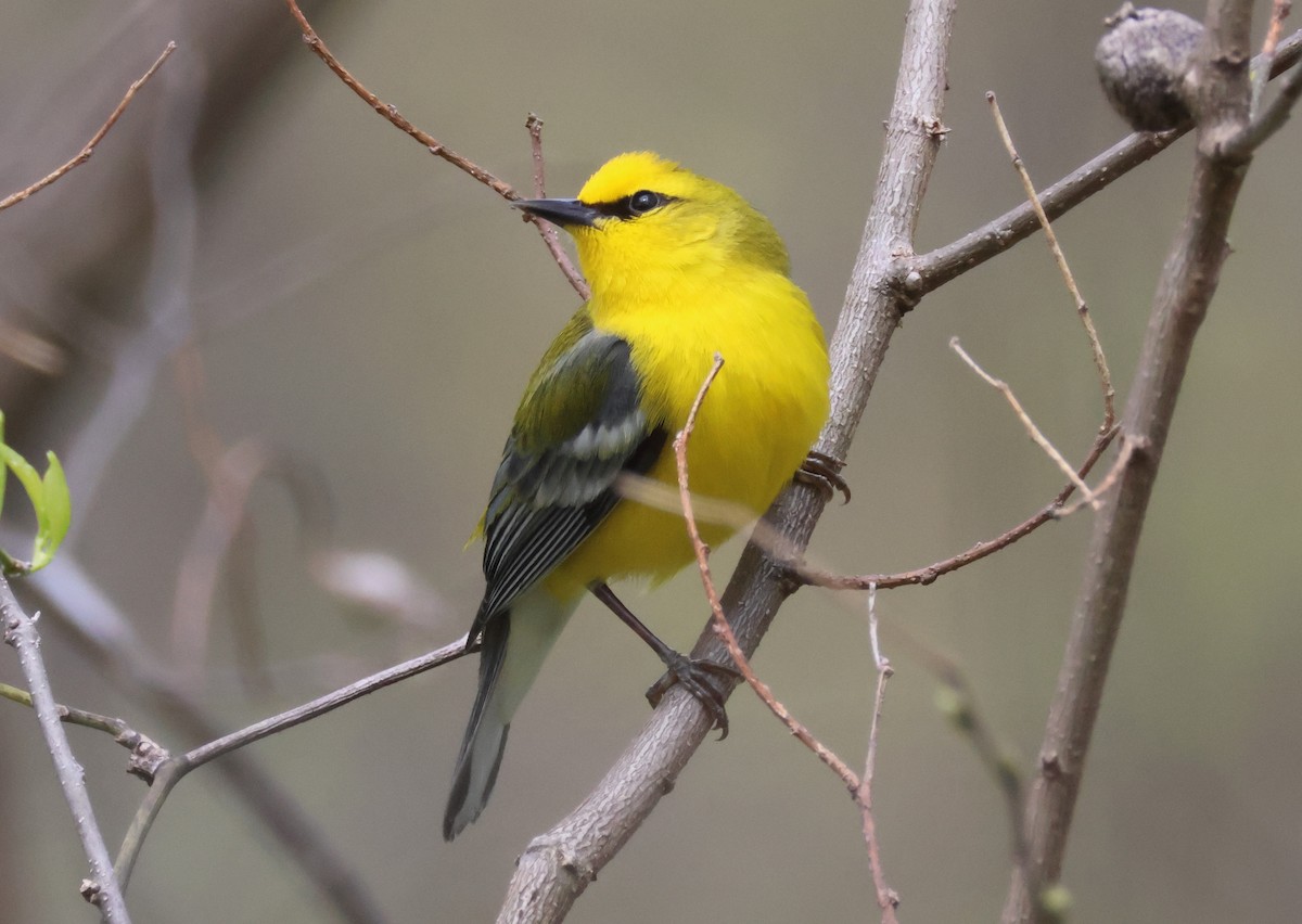 Blue-winged Warbler - ML564726001