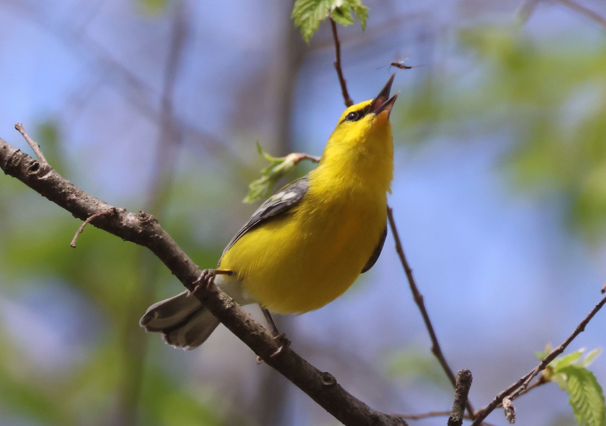 Blue-winged Warbler - ML564726051