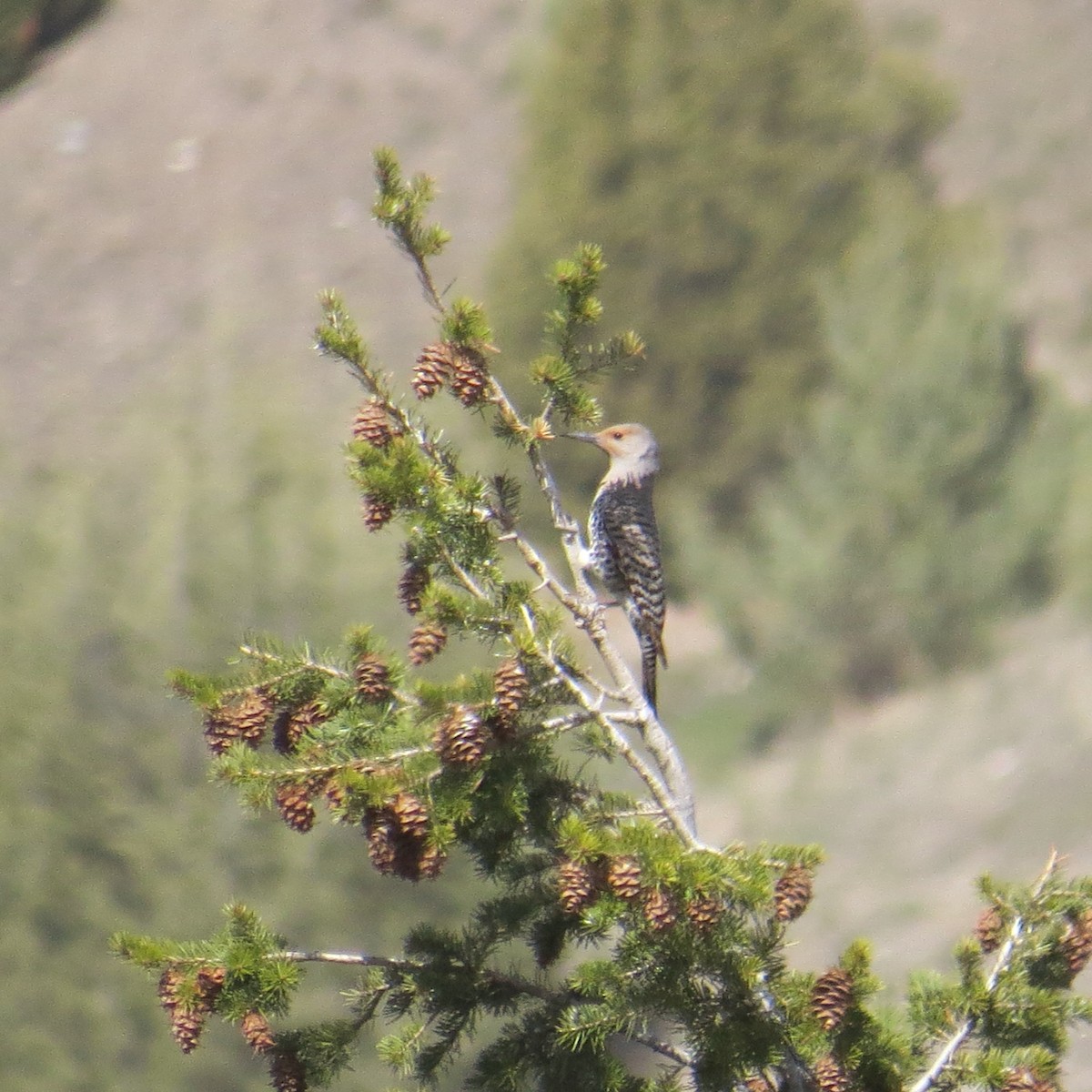 Northern Flicker - ML564726871