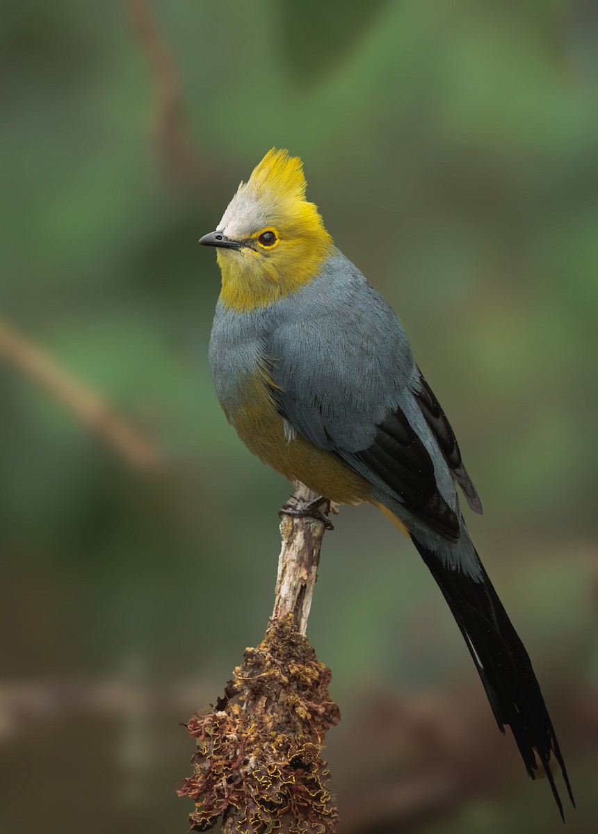 Long-tailed Silky-flycatcher - Jorge Abarca