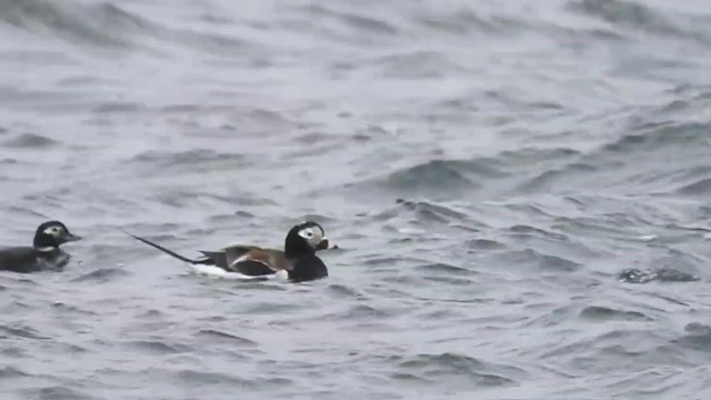 Long-tailed Duck - ML564727721
