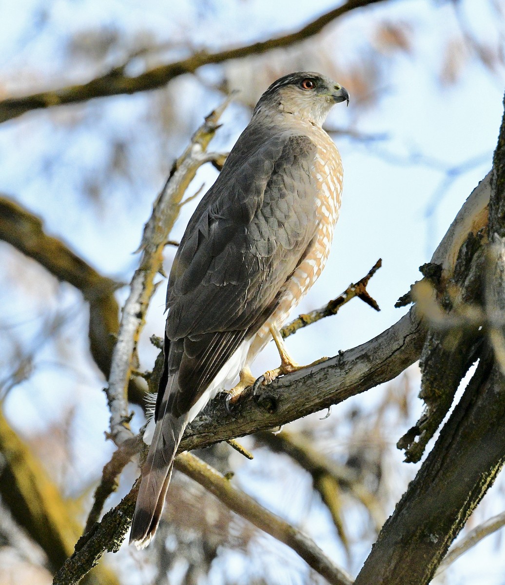 Cooper's Hawk - ML564728091