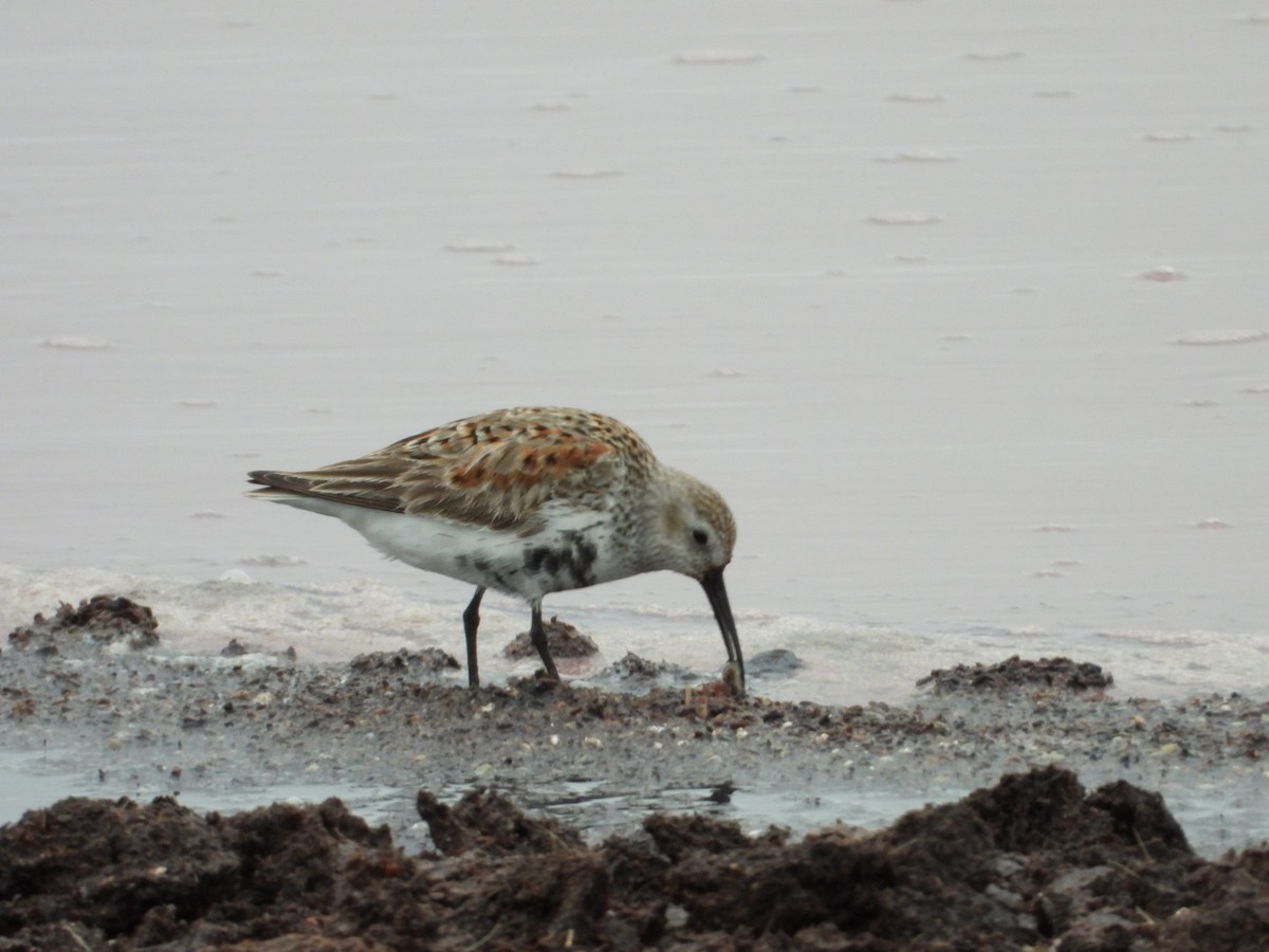 Dunlin - Adrianh Martinez-Orozco