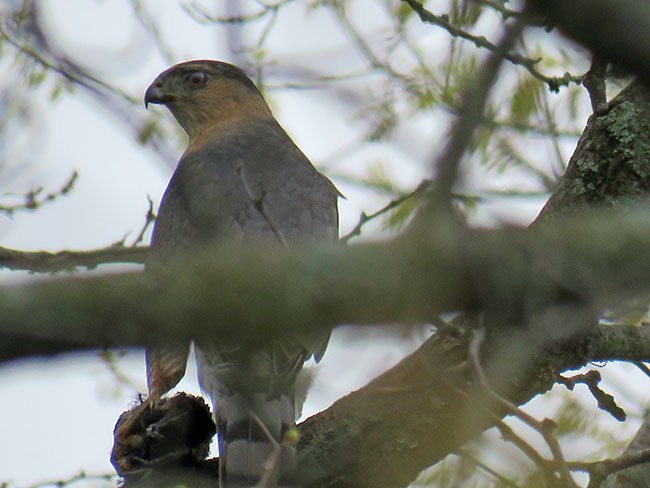 Cooper's Hawk - Nancy Anderson