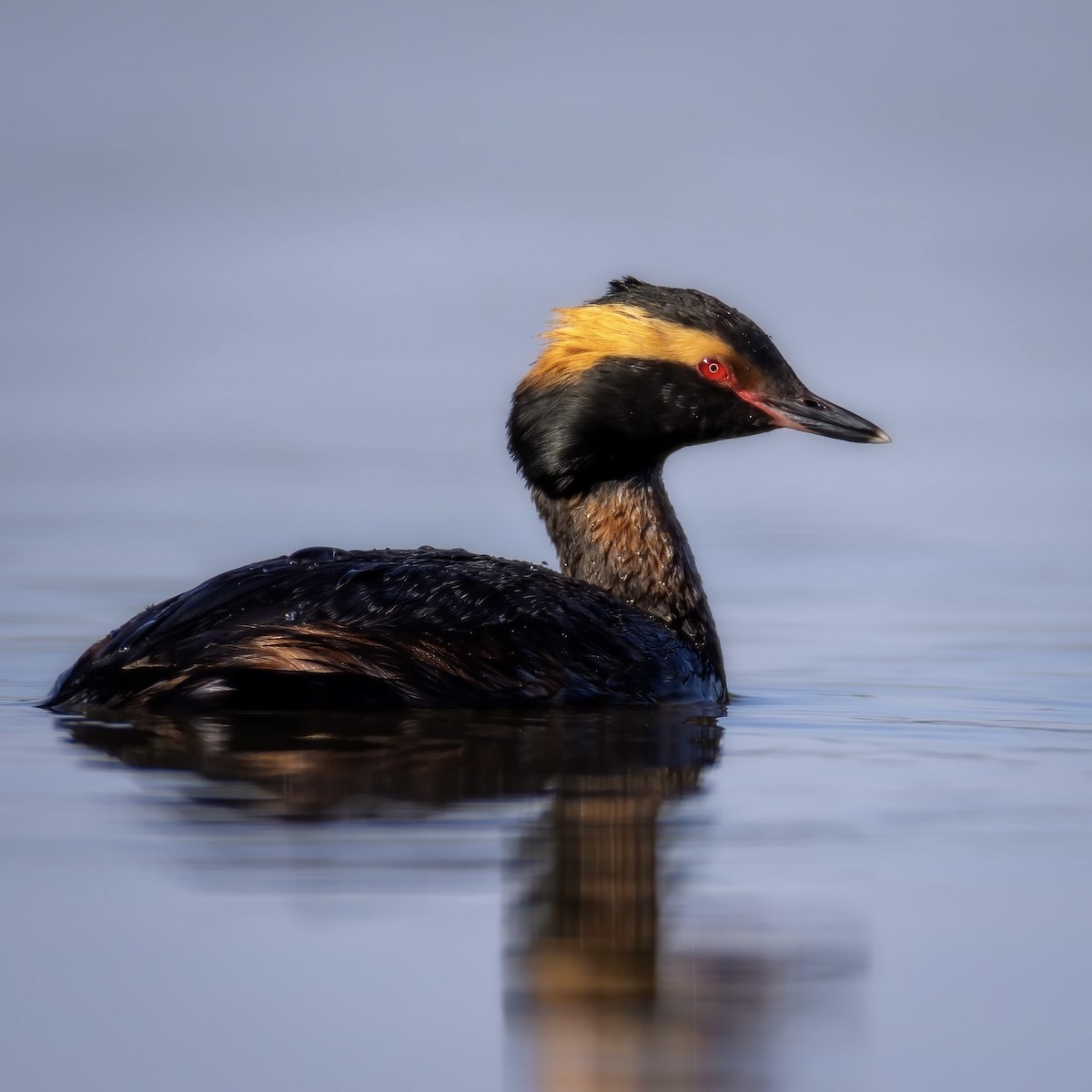 Horned Grebe - ML564730441