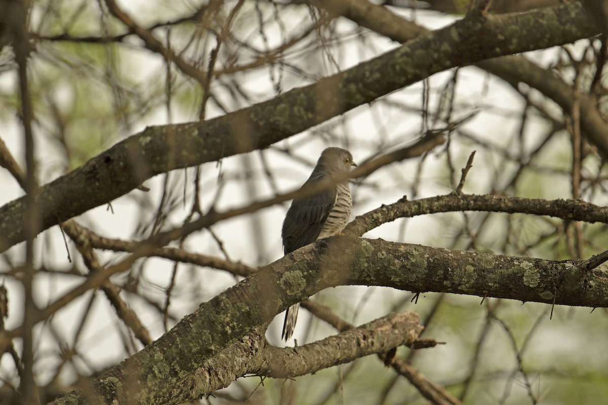 Common Cuckoo - ML564730461
