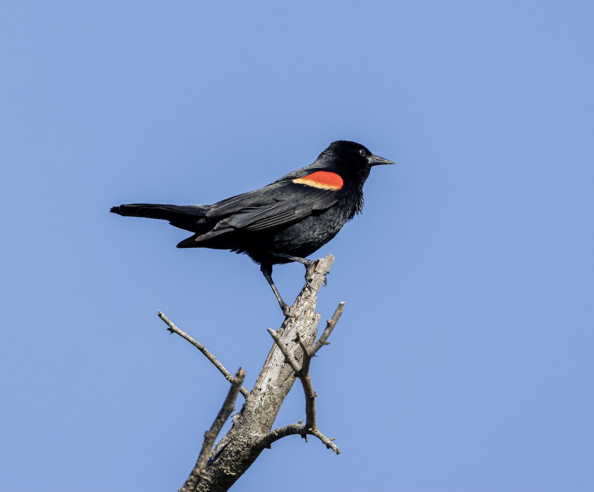 Red-winged Blackbird - ML564730931