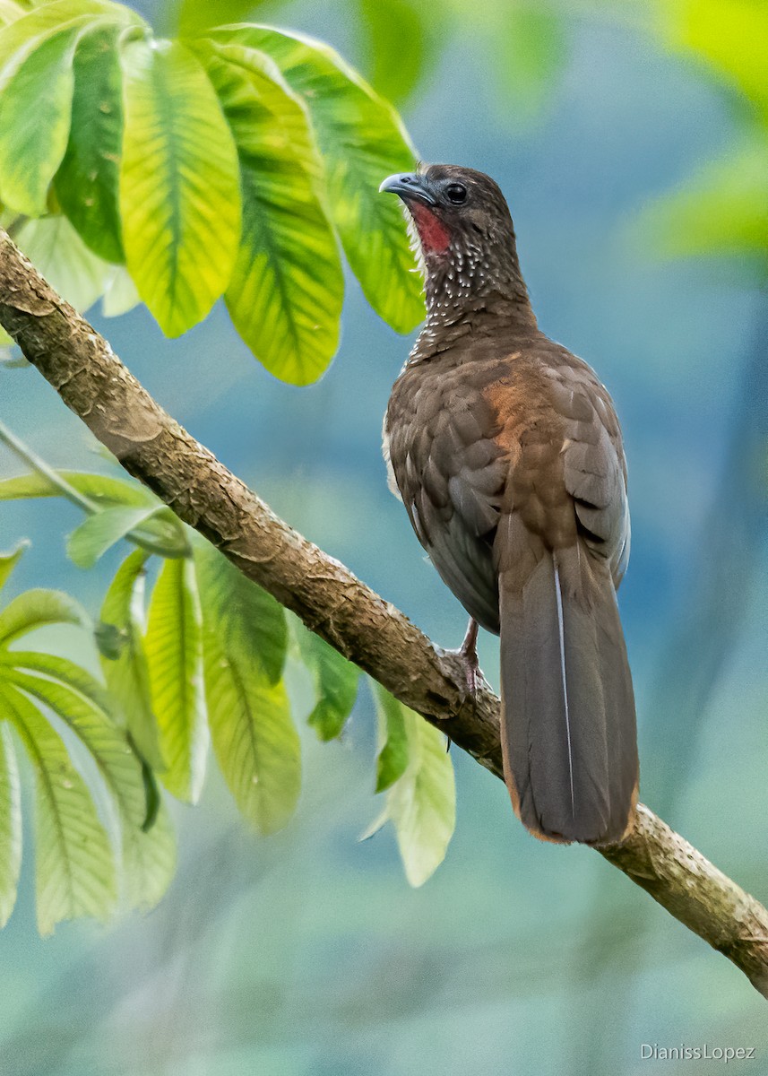 Speckled Chachalaca - ML564731021