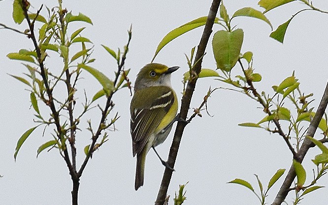 Ak Gözlü Vireo - ML564731761