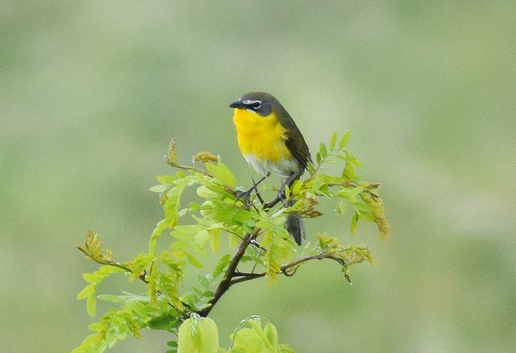 Yellow-breasted Chat - ML564732191