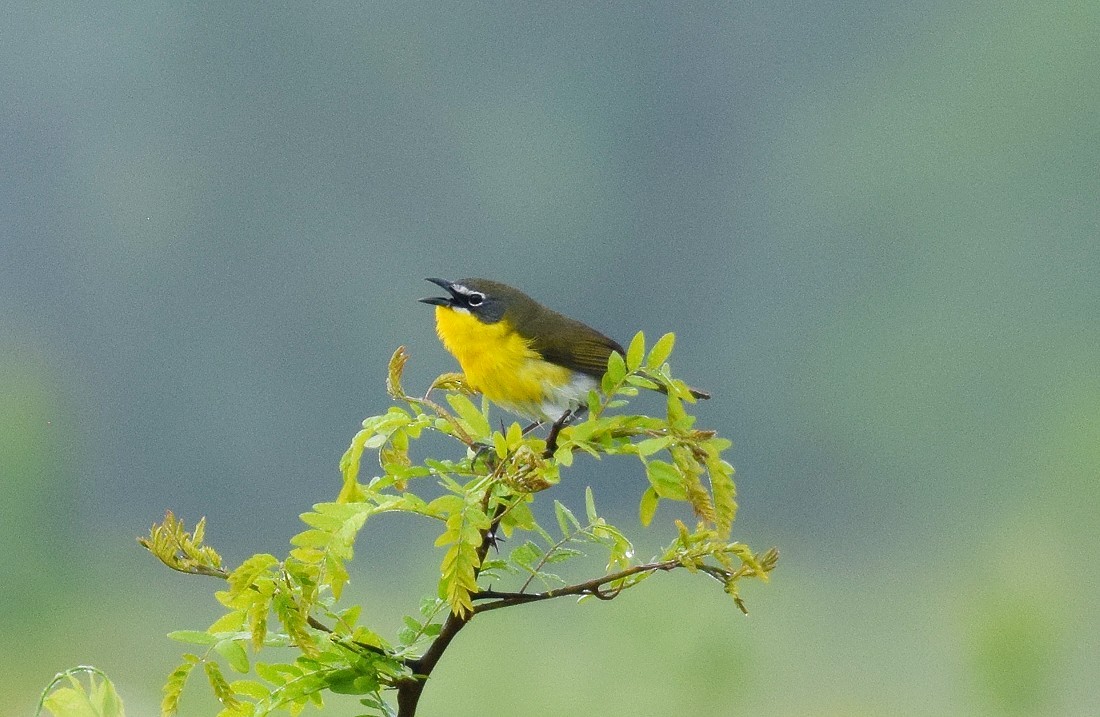 Yellow-breasted Chat - ML564732201