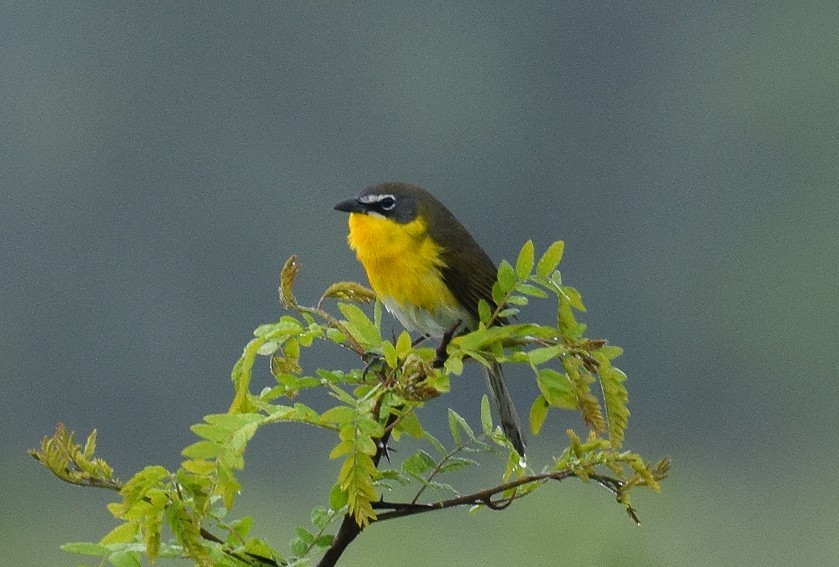 Yellow-breasted Chat - ML564732211