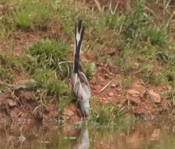 Scissor-tailed Flycatcher - ML564732681