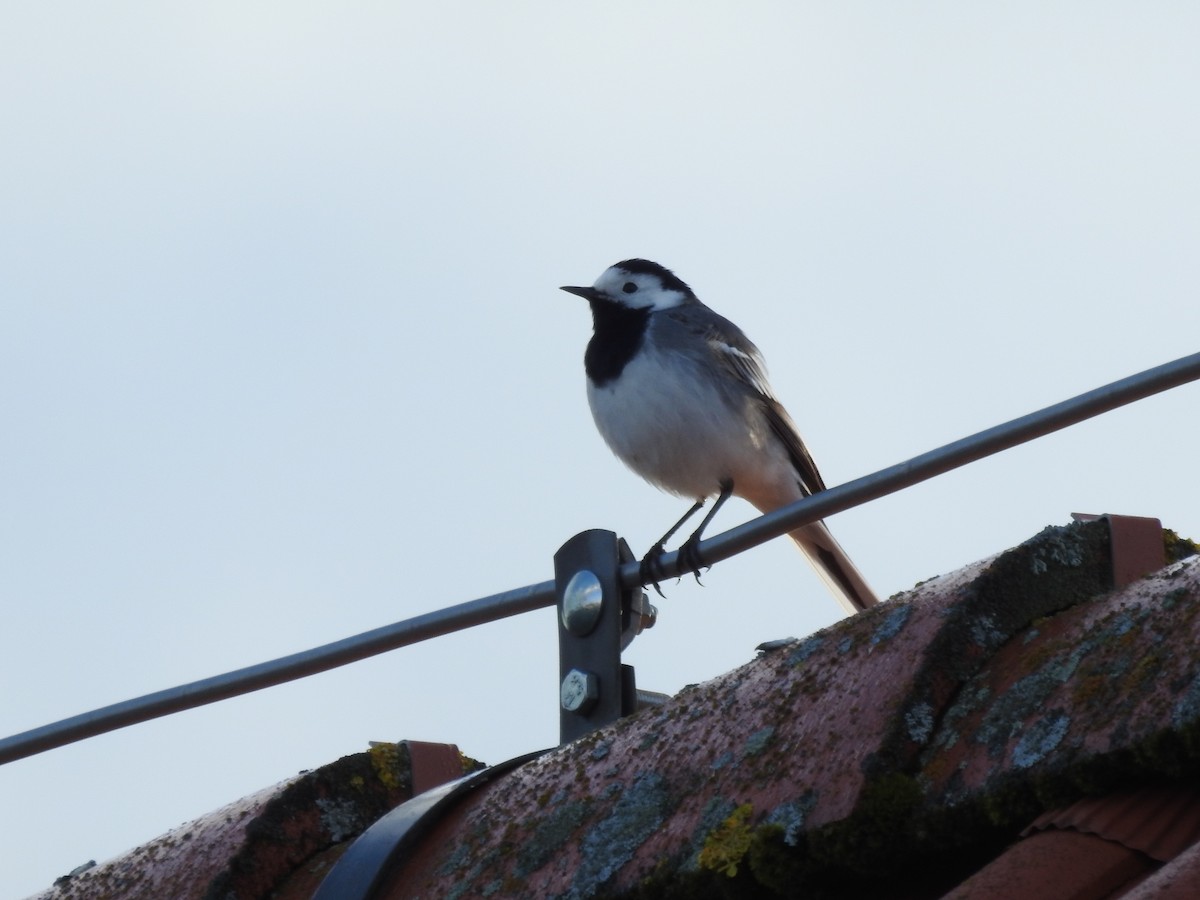 White Wagtail - ML564735021