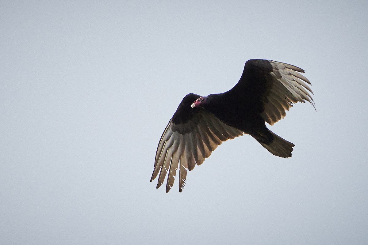 Turkey Vulture - J'orge 🐦