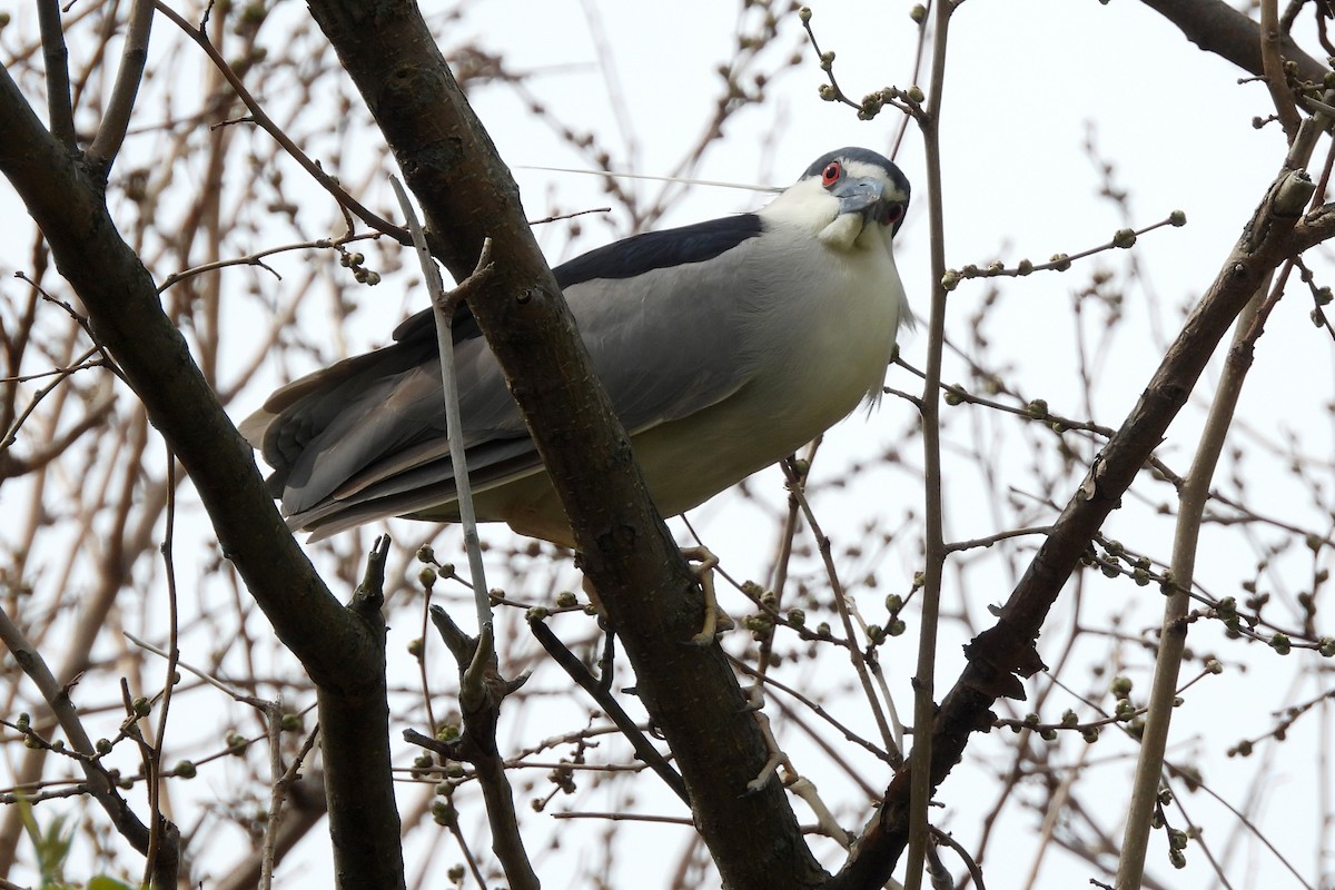 Black-crowned Night Heron - ML564737311