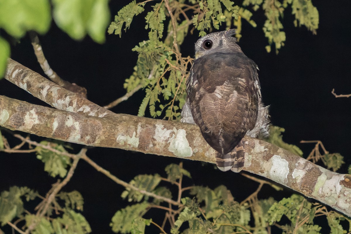 Akun Eagle-Owl - ML564737551