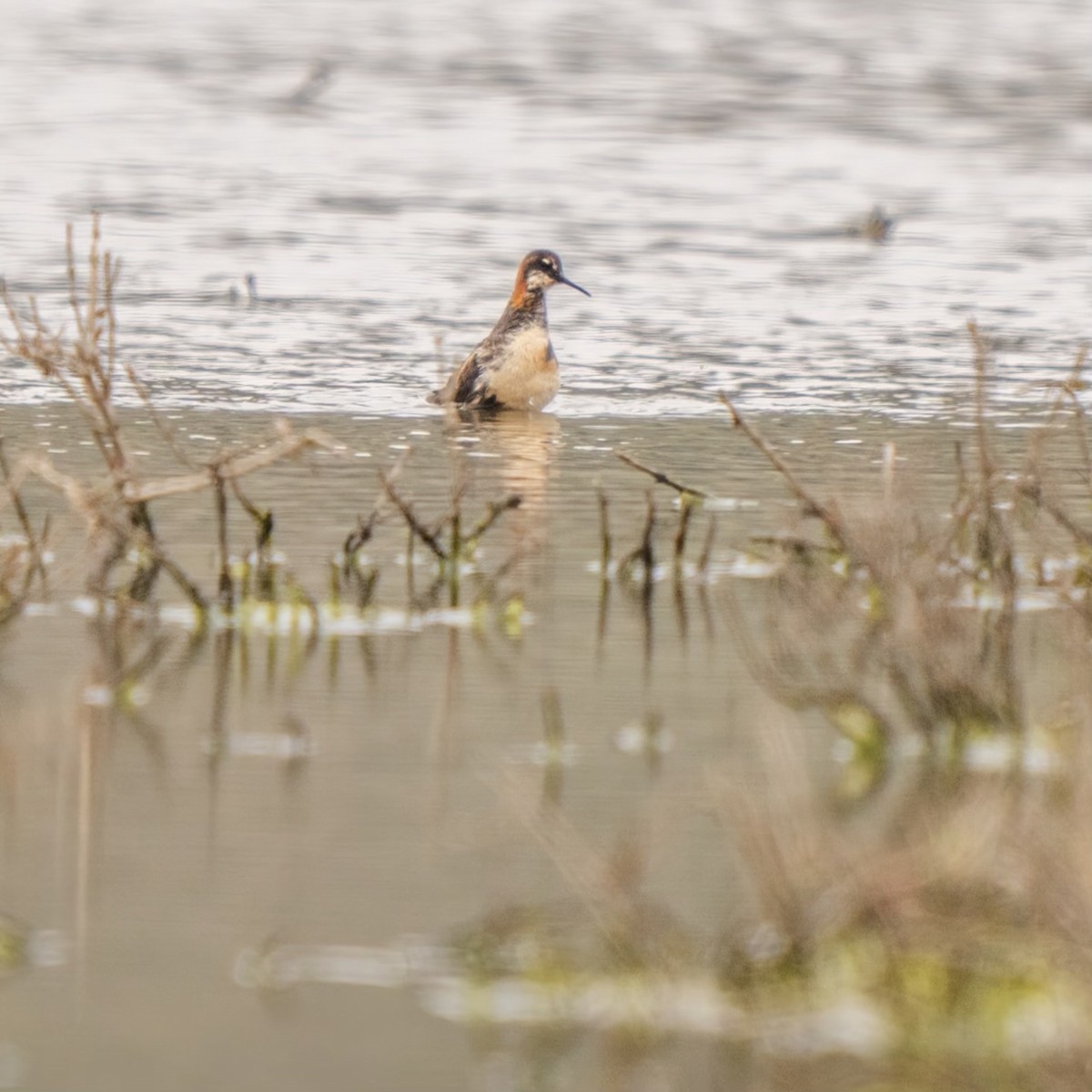 Red-necked Phalarope - ML564738421