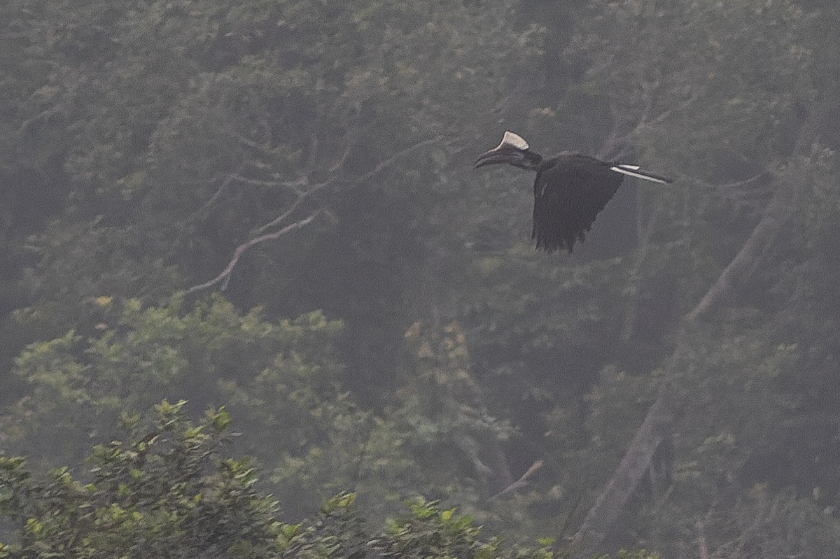 Yellow-casqued Hornbill - ML564739541