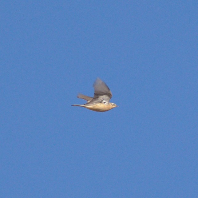 American Pipit - Nicholas Kelling