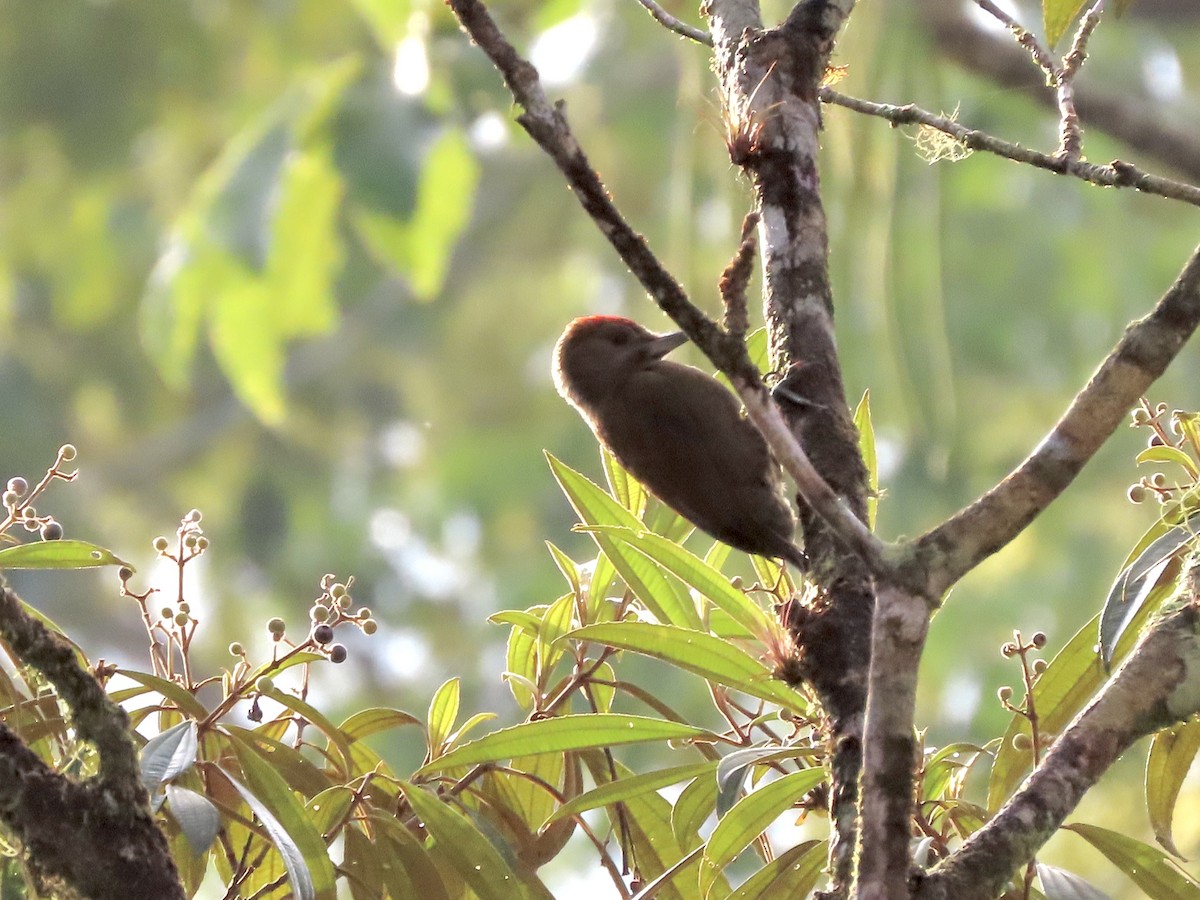 Smoky-brown Woodpecker - ML564740081