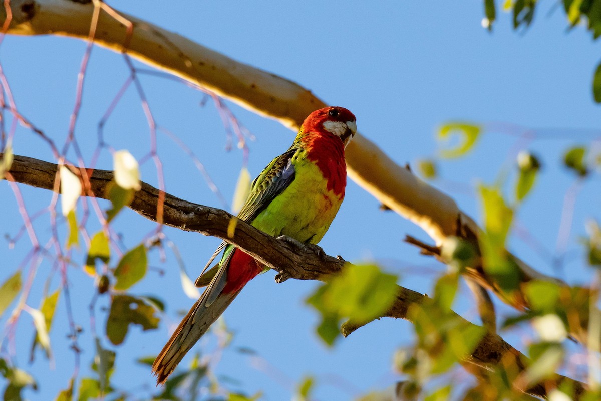 ナナクサインコ - ML564740101