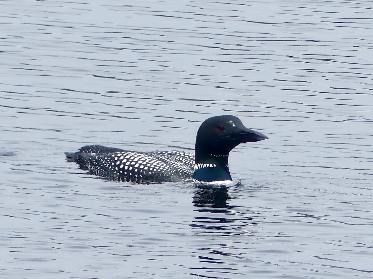 Common Loon - Charles Duncan