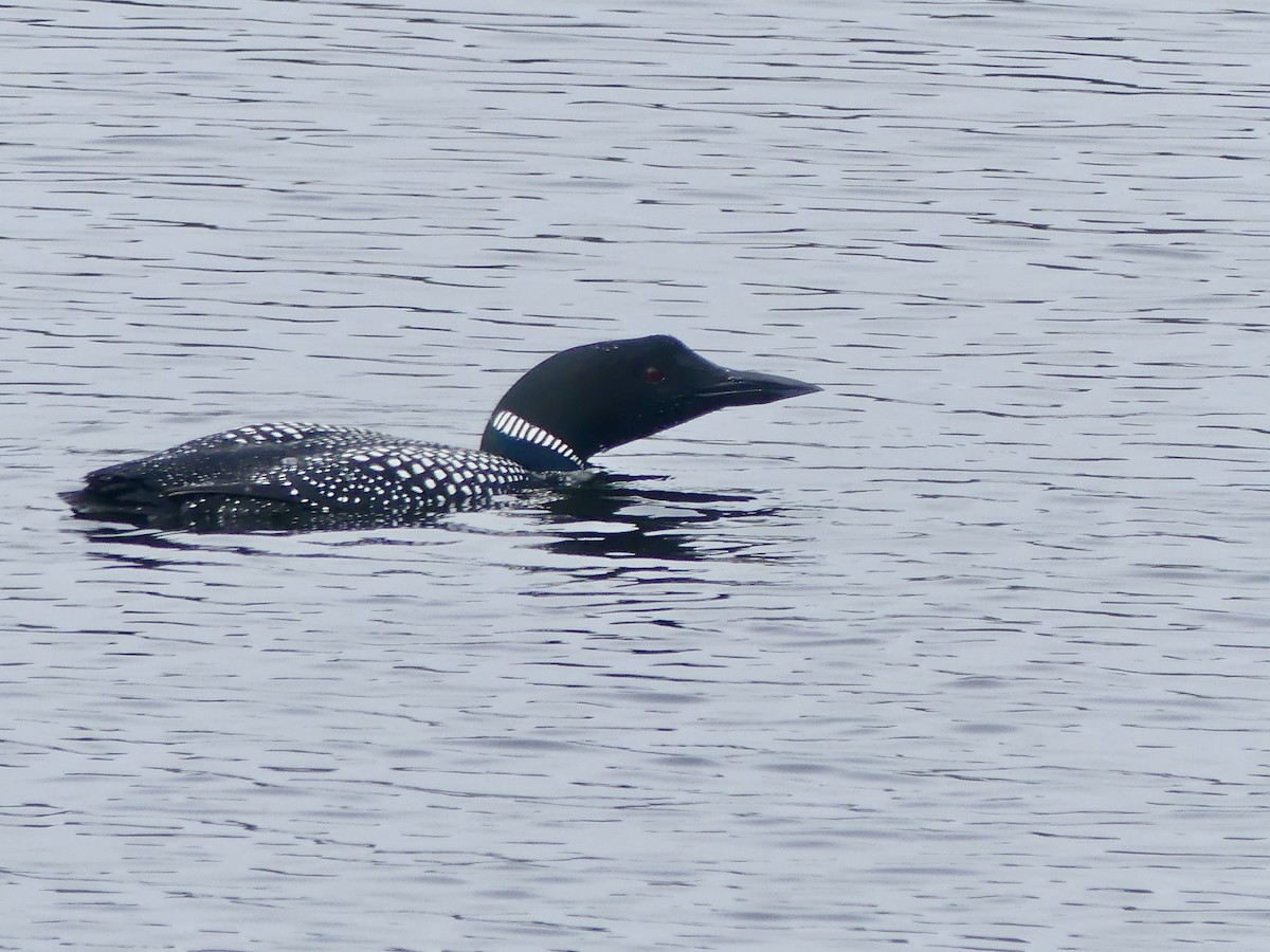 Common Loon - Charles Duncan
