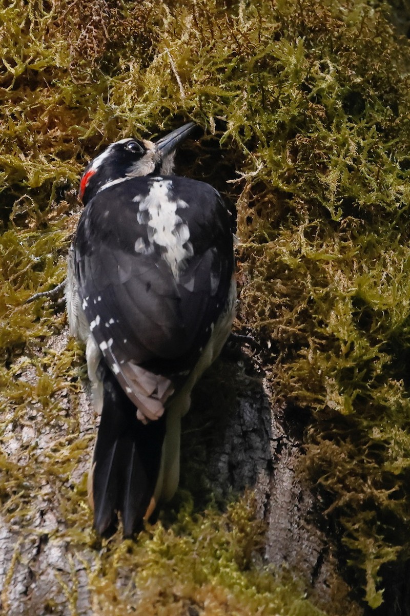 Downy Woodpecker - ML564743471