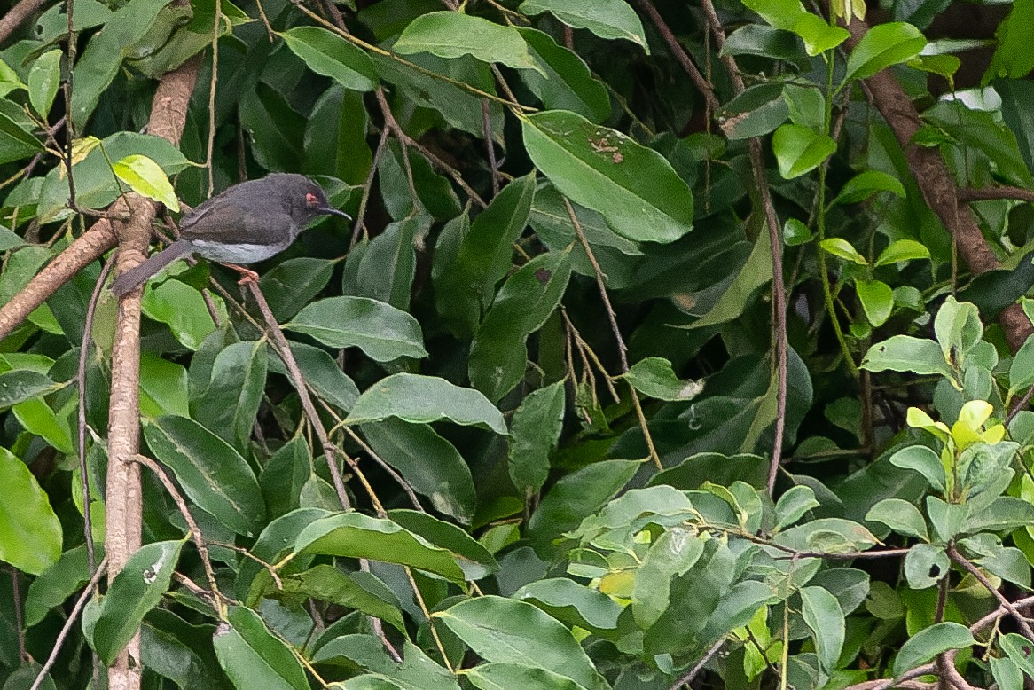 Sharpe's Apalis - ML564744321