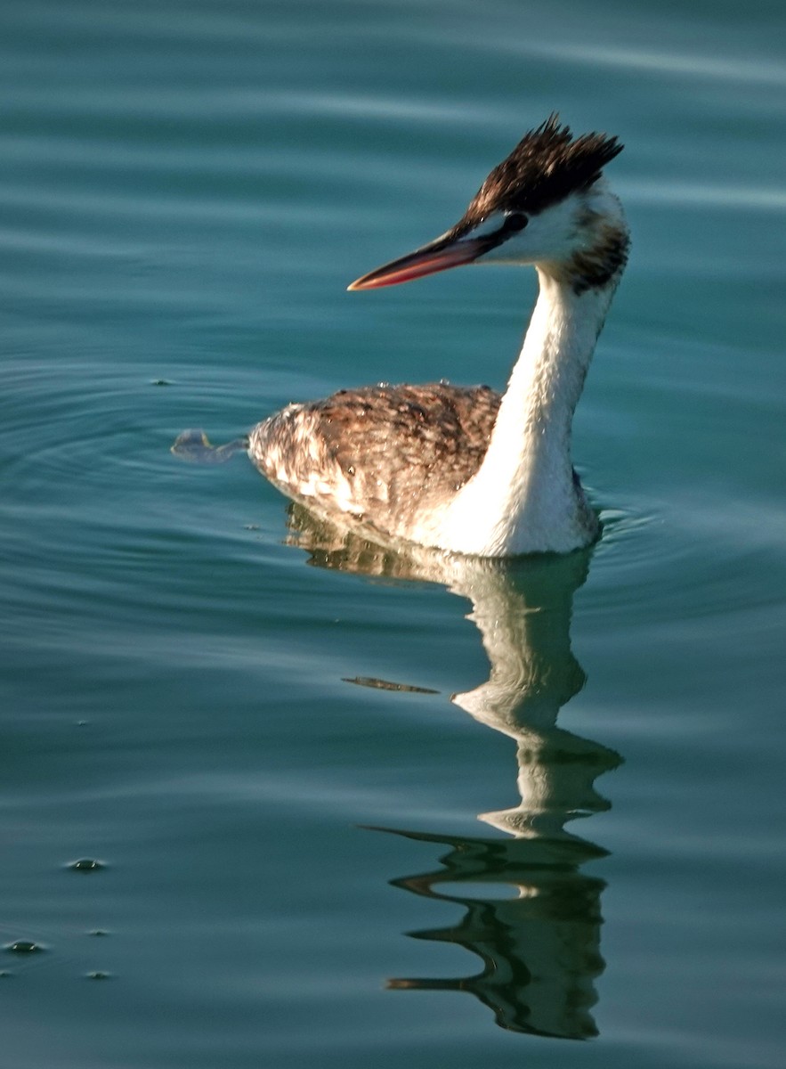 Great Crested Grebe - ML564745461